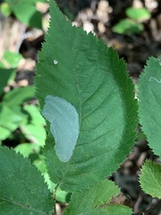 Phyllonorycter ostryaefoliella