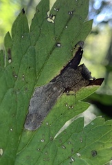 Phytomyza actaeivora