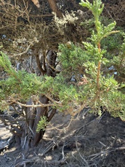 Cupressus macrocarpa