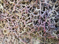 Selaginella denticulata