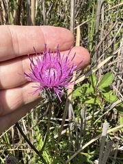 Cirsium muticum