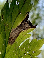 Phytomyza actaeivora