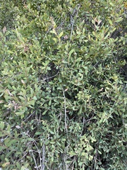 Leptospermum laevigatum
