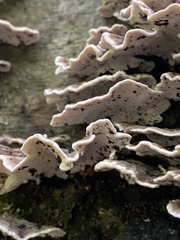Trametes versicolor