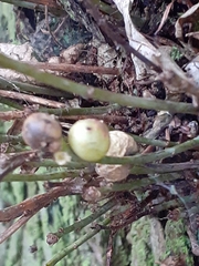 Trigonaspis megaptera