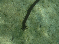 Synaptula reciprocans