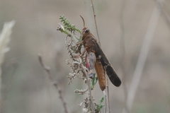Aiolopus strepens