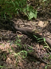 Heterodon platirhinos