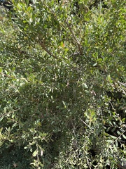 Leptospermum laevigatum