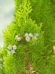 Calocedrus