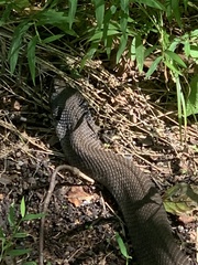 Heterodon platirhinos