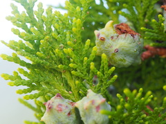 Calocedrus