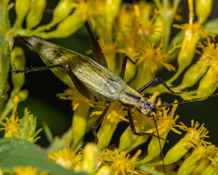 Oecanthus nigricornis