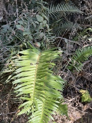 Polystichum munitum