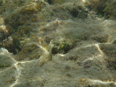 Salaria pavo