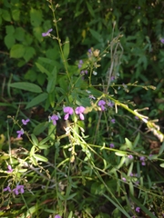 Desmodium ciliare