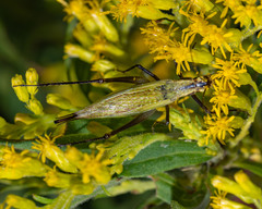 Oecanthus nigricornis