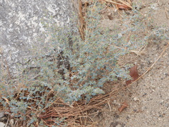 Euphorbia polycarpa