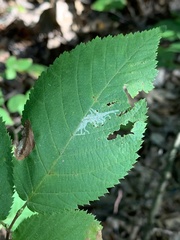 Caloptilia ostryaeella