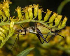 Oecanthus nigricornis