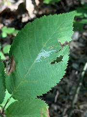 Caloptilia ostryaeella