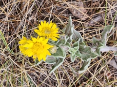 Grindelia hirsutula