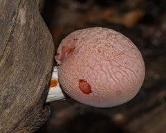 Rhodotus palmatus