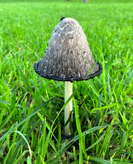 Coprinus