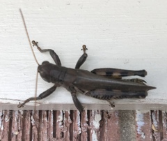 Melanoplus differentialis