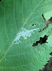 Caloptilia ostryaeella