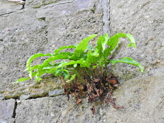 Asplenium scolopendrium