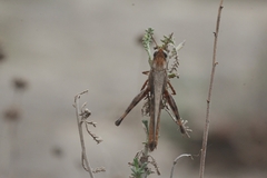 Aiolopus strepens