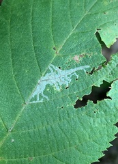 Caloptilia ostryaeella