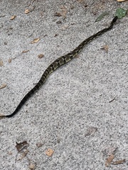 Crotalus horridus