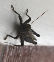 Melanoplus differentialis