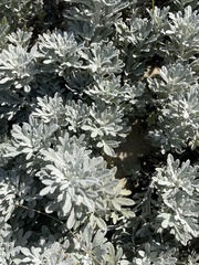 Artemisia stelleriana