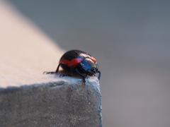 Chrysolina rossia