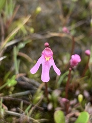 Utricularia tenella