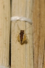 Sminthurus maculatus