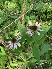 Echinacea pallida
