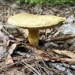 Retiboletus ornatipes