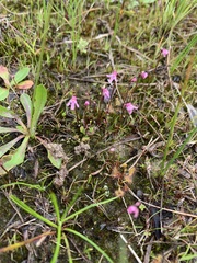 Utricularia tenella