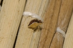 Sminthurus maculatus