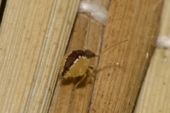 Sminthurus maculatus