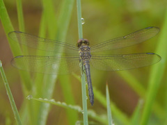 Chalcostephia flavifrons