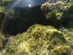 Thalassoma pavo