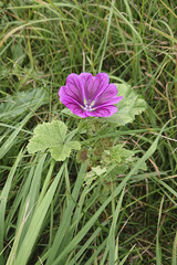 Malva sylvestris mauritiana