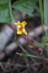 Hypochaeris radicata