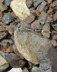 Erpetogomphus lampropeltis