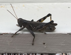 Melanoplus differentialis